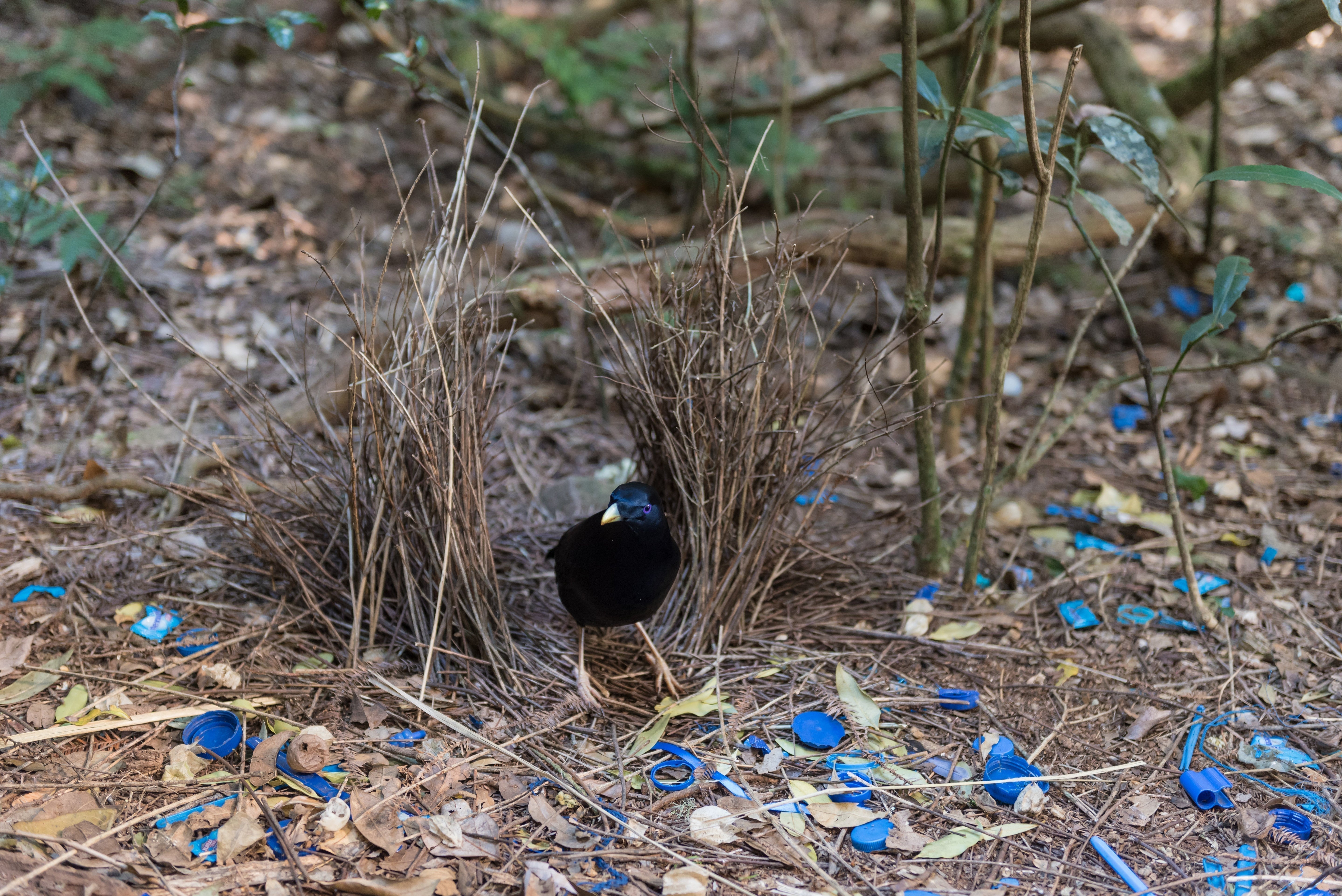 Weird and Wild Courtships in the Animal Kingdom