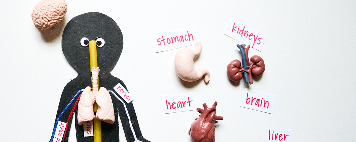 DIY Cardboard Human Body Educational Activity - Safari Ltd®