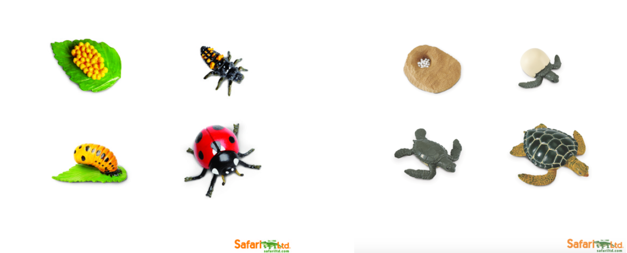 Free Safariology® Life Cycles Learning Flashcards - Safari Ltd®