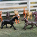 Horses TOOB® | TOOBS® - Mini Toys | Safari Ltd®