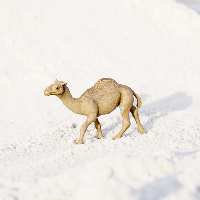 Dromedary Camel Toy | Wildlife Animal Toys | Safari Ltd®