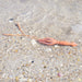 Giant Squid Toy | Sea Life | Safari Ltd®