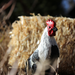 Phoenix Rooster | Farm | Safari Ltd®