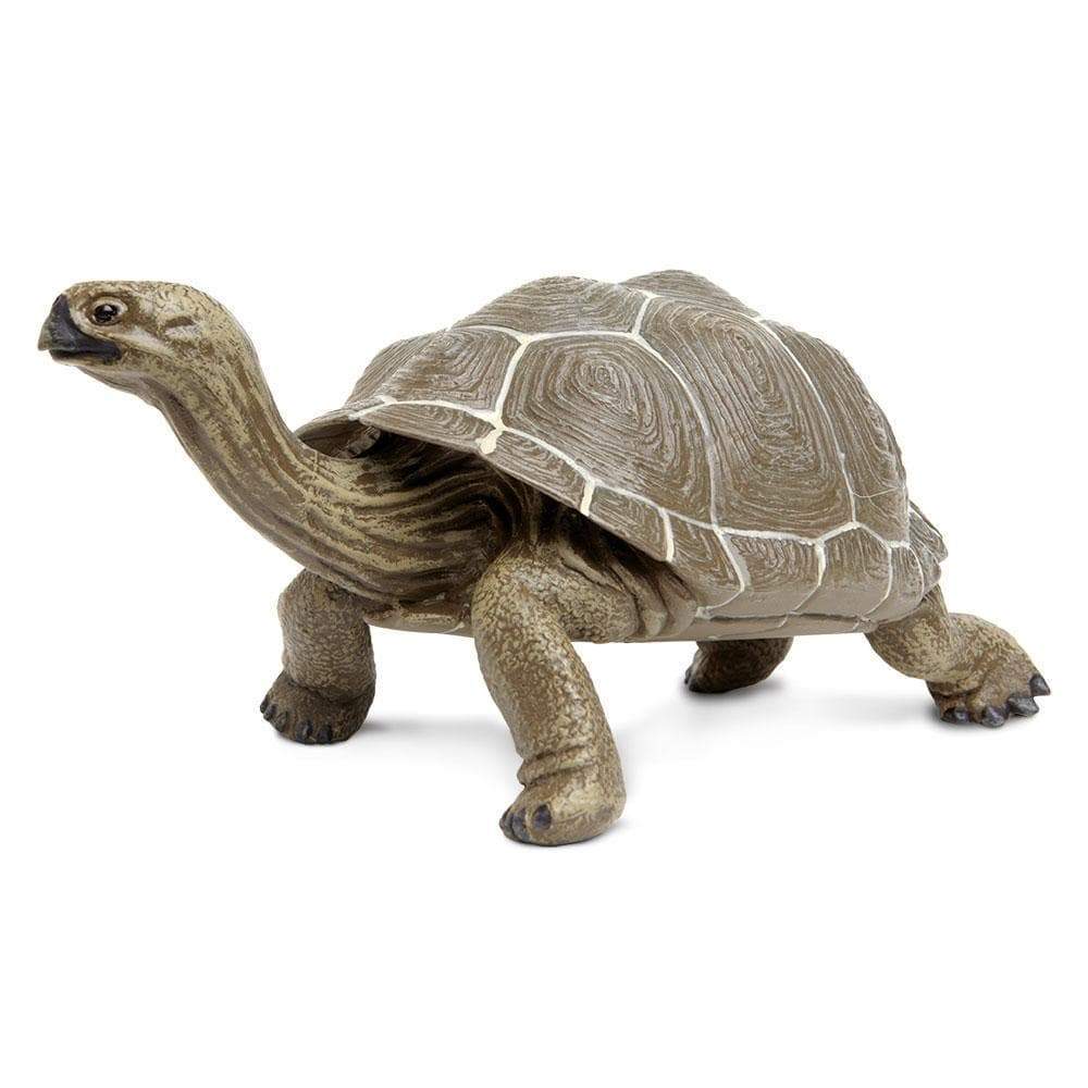 Tortoise Toy | Safari Ltd®