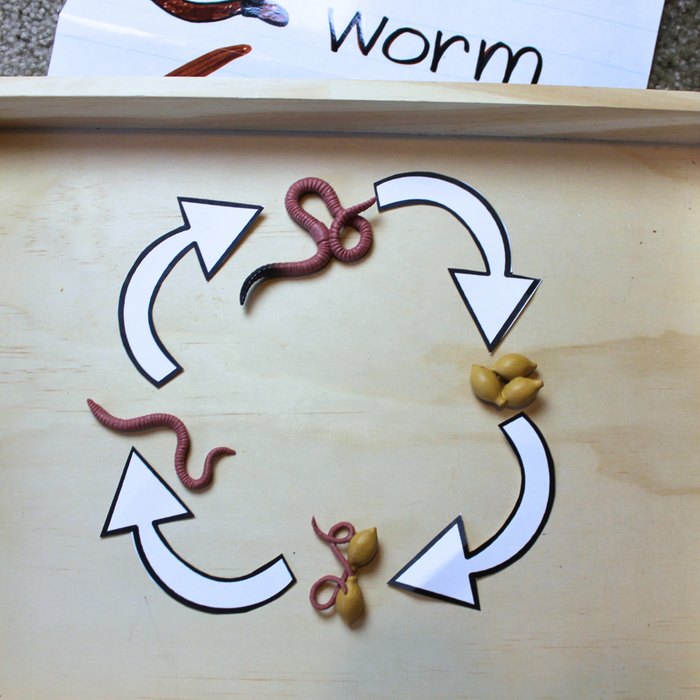 Life Cycle of a Worm | Safariology® | Safari Ltd®