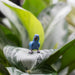 Hyacinth Macaw Toy | Wildlife Animal Toys | Safari Ltd®