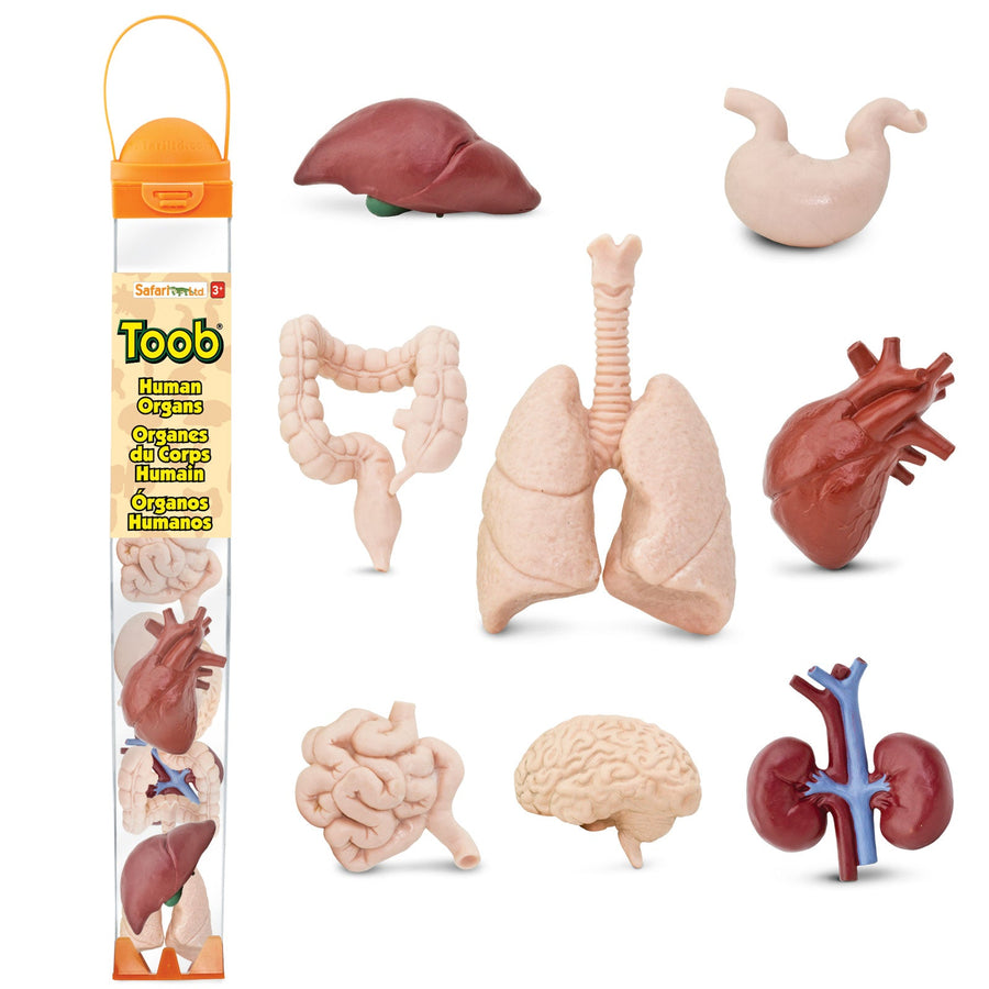 Human Organ Toys TOOB® | TOOBS® - Mini Toys | Safari Ltd®
