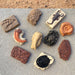 Ancient Fossils TOOB® - Safari Ltd®