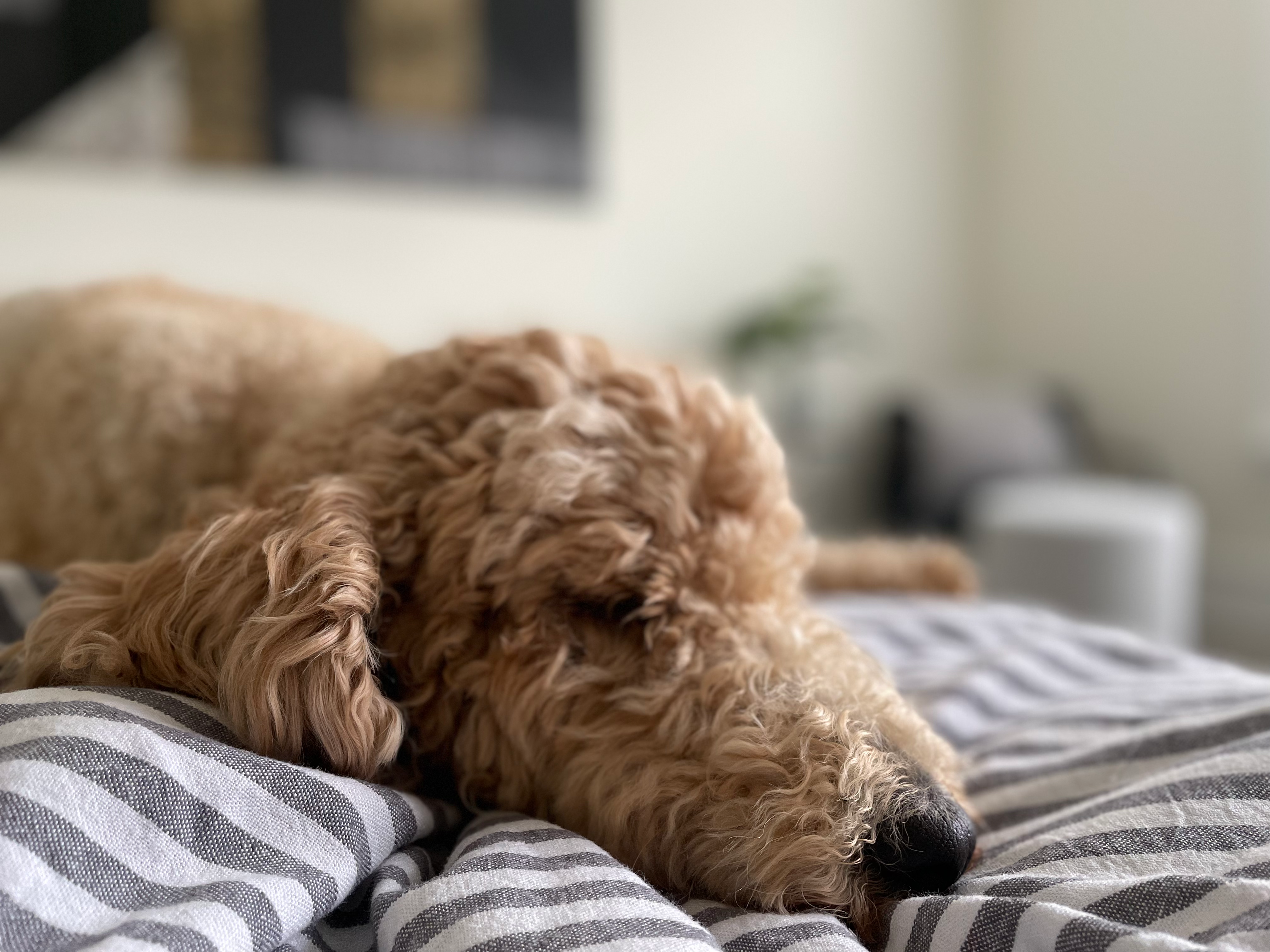 Labradoodle sleeping peacefully on a bed. Pets improve mental health.