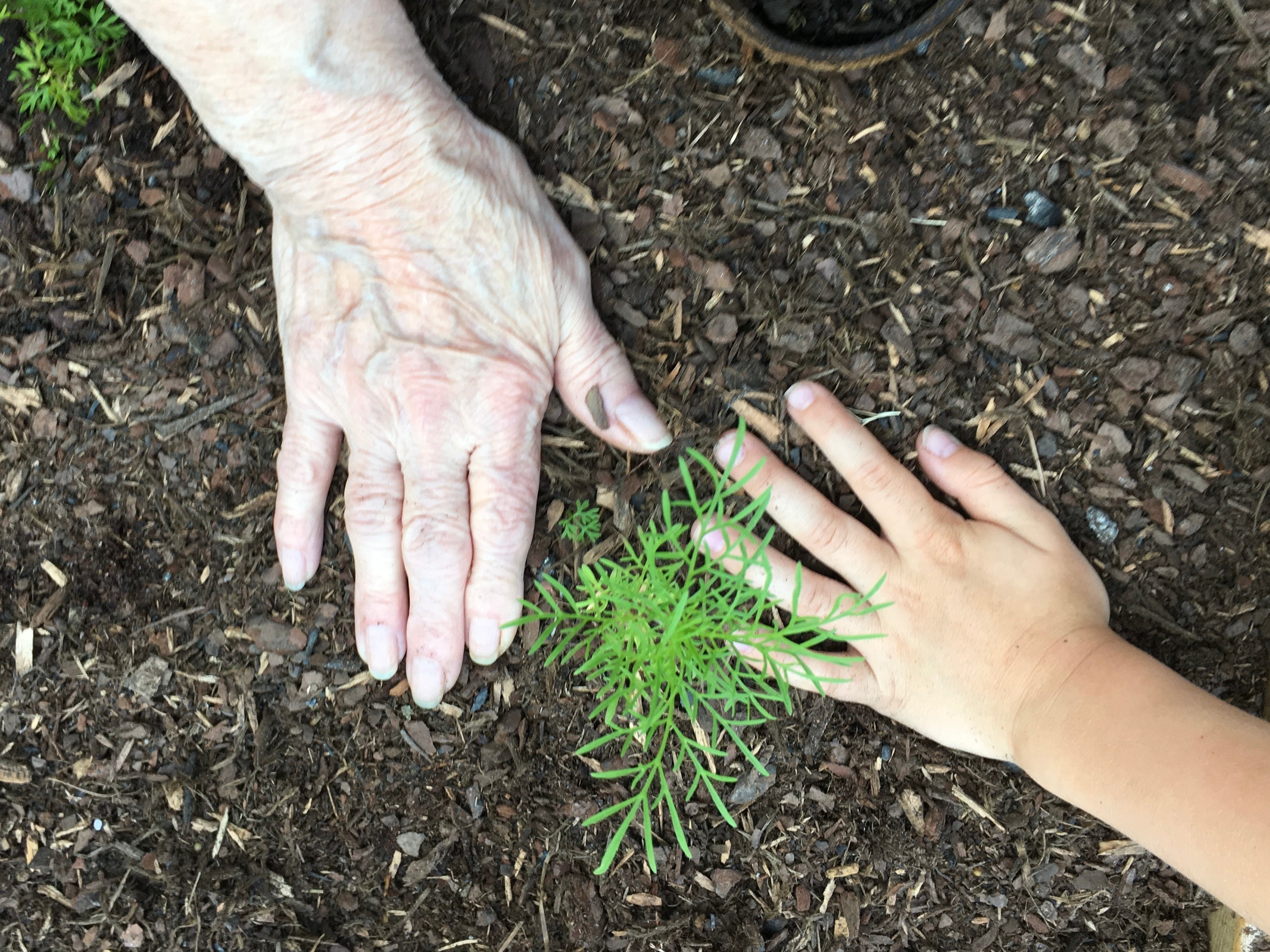 The Importance of Grandparents