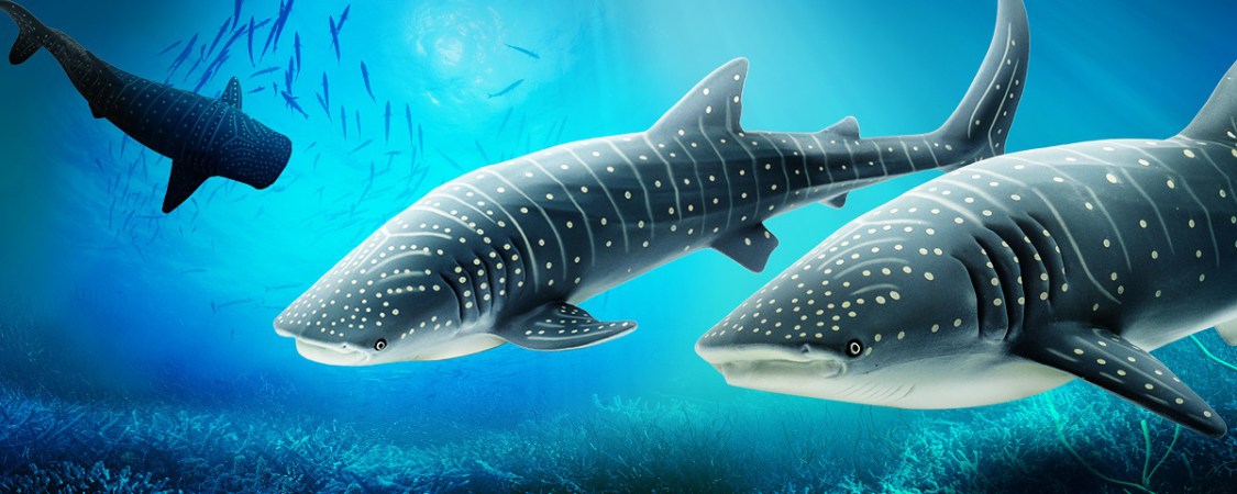 International Whale Shark Day - Safari Ltd®
