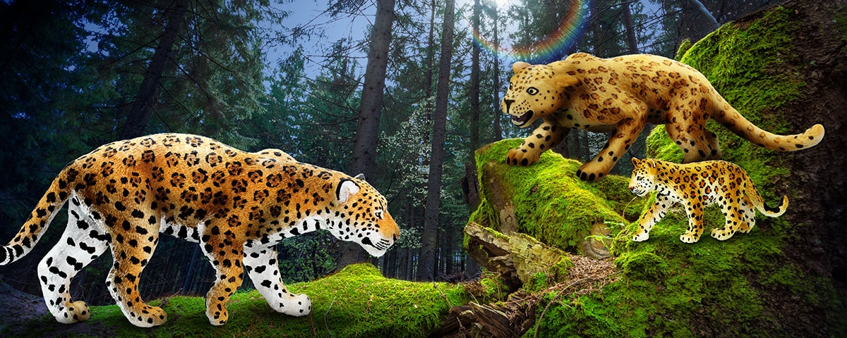 Jaguar or Leopard? Which Cat is That Part 2 - Safari Ltd®