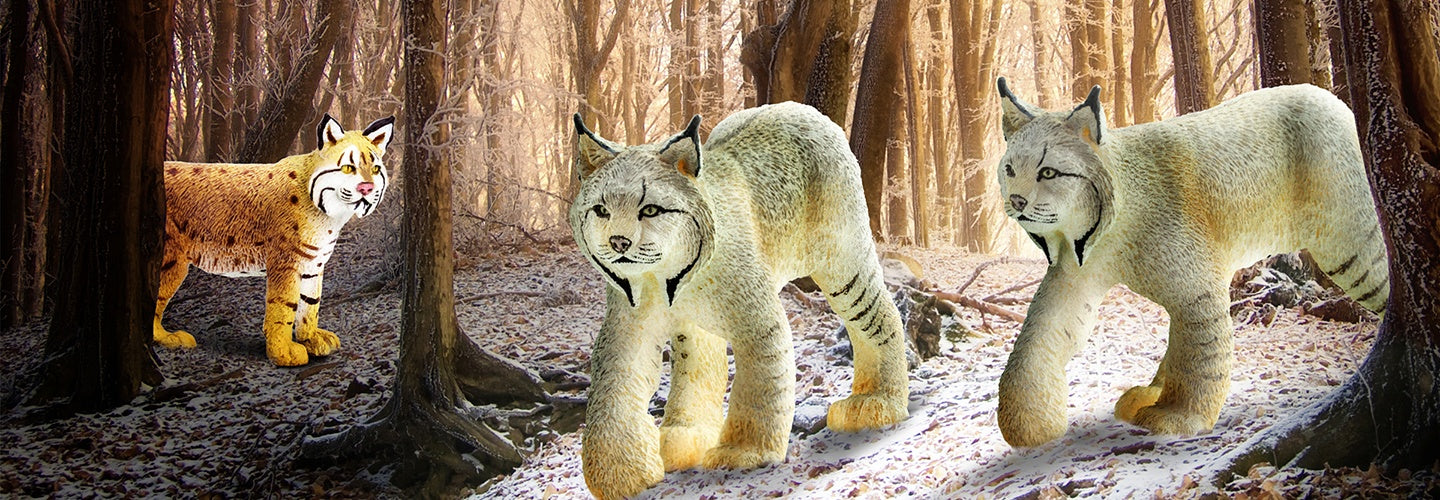 Lynx or Bobcat: Which Cat is That? - Safari Ltd®