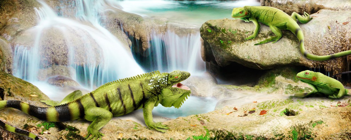 Are You Aware of Iguanas? - Safari Ltd®