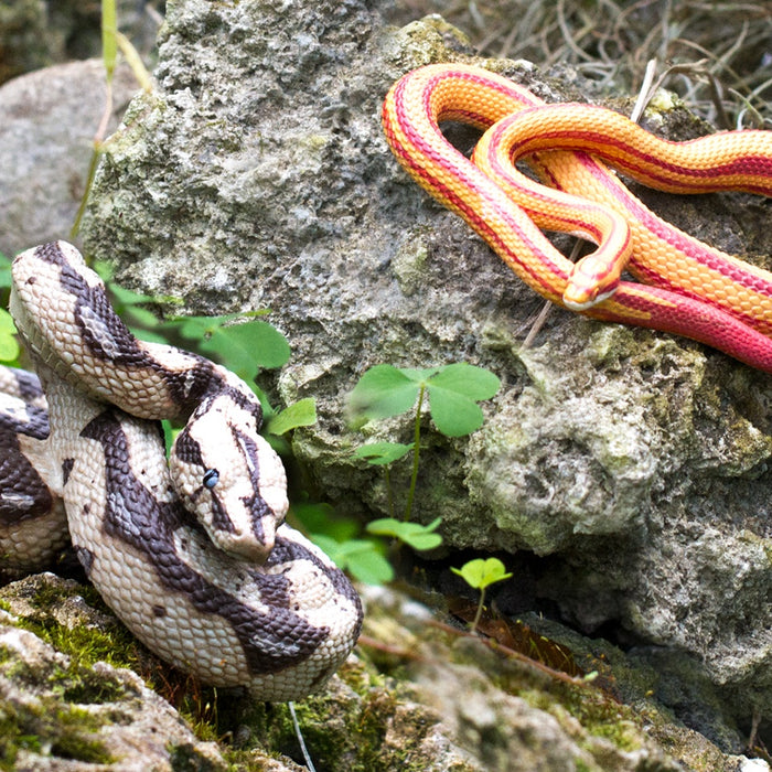 Safari Ltd® Slithers into Serpent Day! - Safari Ltd®