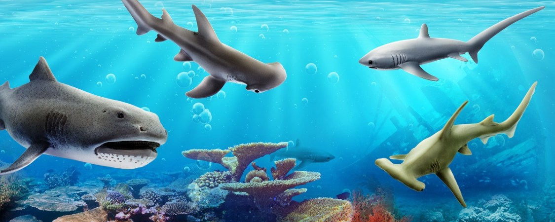 その他 shark Sharks of the World , Collection of Sharks, Poster, Wall Art
