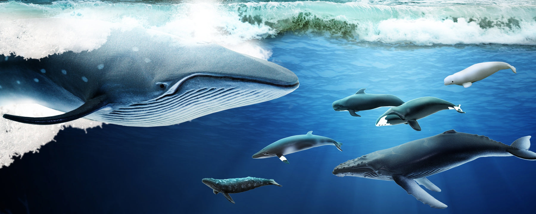 Get Wild! It's World Whale Day! - Safari Ltd®