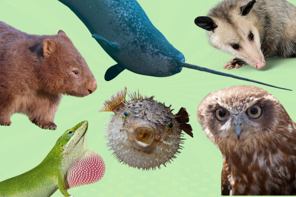 Why Are You the Way You Are? Funny Animal Behaviors That’ll Make You Laugh Out Loud