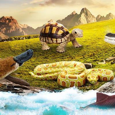 All About Egg-Laying Animals! - Safari Ltd®