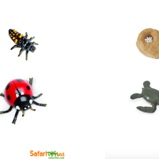 Free Safariology® Life Cycles Learning Flashcards - Safari Ltd®