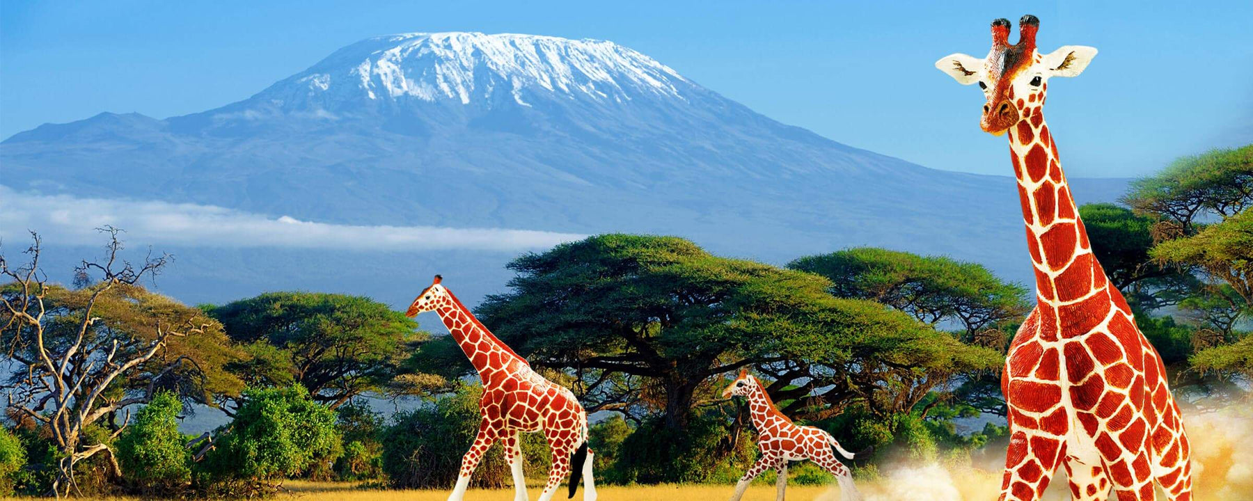Stick Your Neck Out for World Giraffe Day! - Safari Ltd®