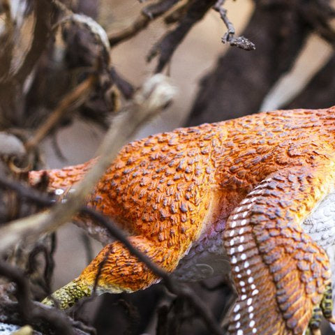 Top 10 Dinosaur Myths Busted - Safari Ltd®