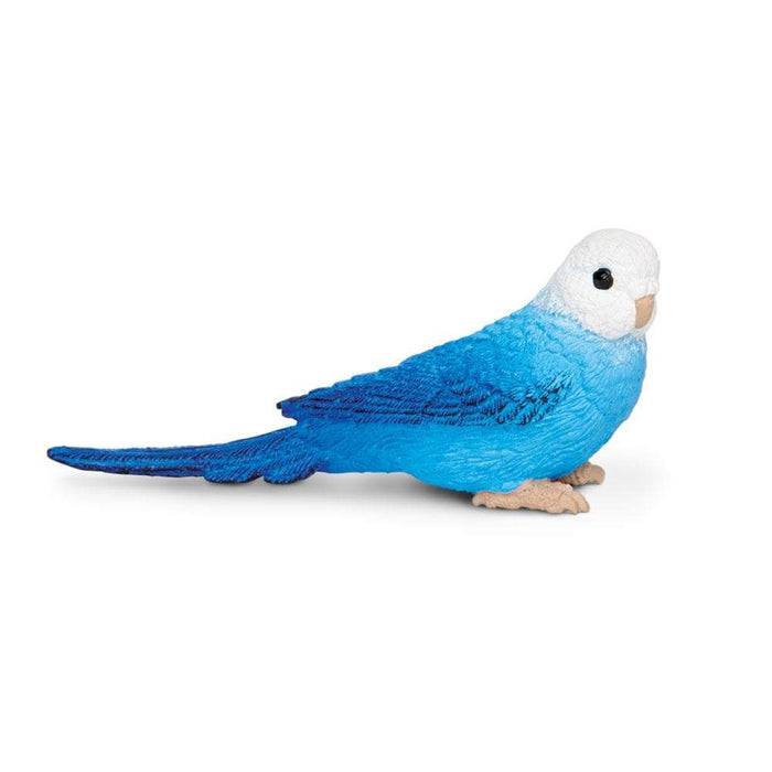 Blue budgie for shop sale