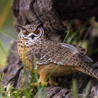 Eagle Owl | Wildlife Animal Toys | Safari Ltd®