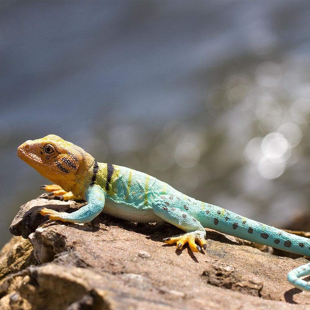 Collared Lizard Toy | Incredible Creatures | Safari Ltd®