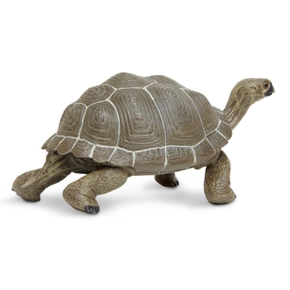 Tortoise Toy | Safari Ltd®