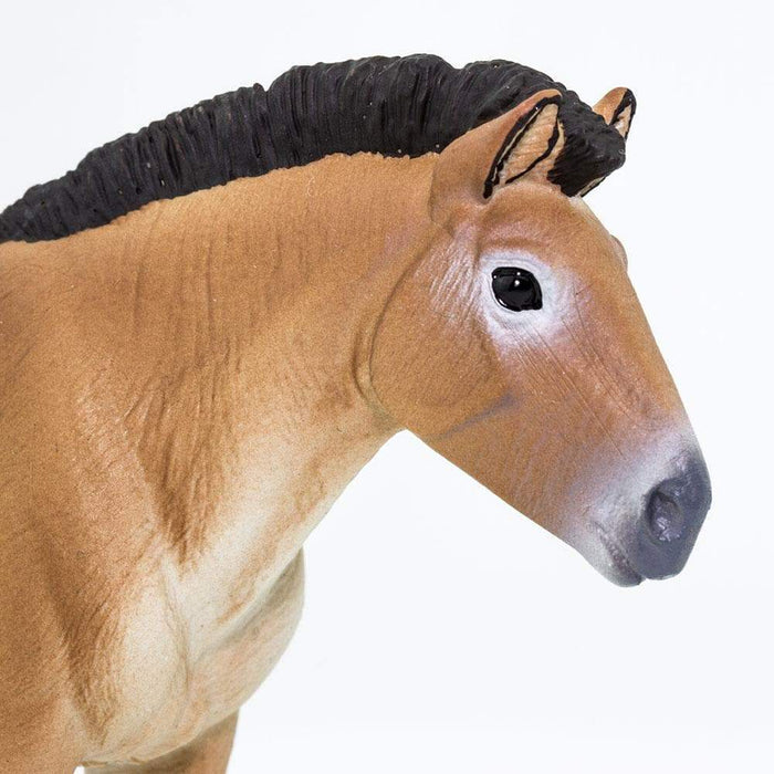Przewalski's Horse Toy | Farm | Safari Ltd®