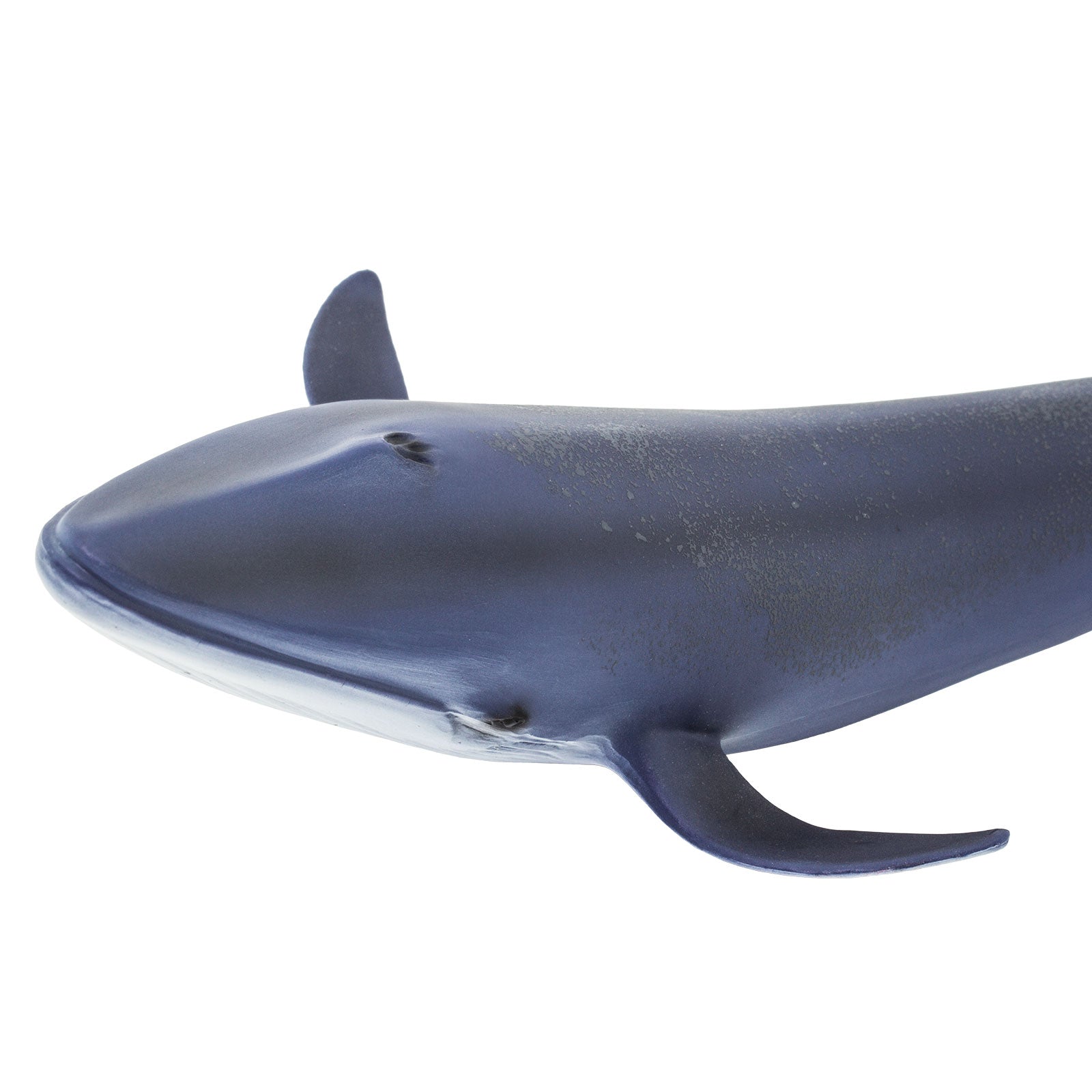 Safari Ltd Sea Blue Whale Figure フィギュア 人形 おもちゃ : Safari Ltd. Blue Whale Figurine - Detailed 11\" Plastic
