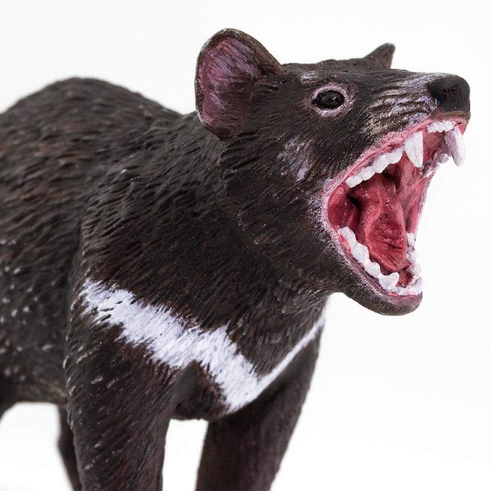 Tasmanian Devil Toy | Wildlife Animal Toys | Safari Ltd®