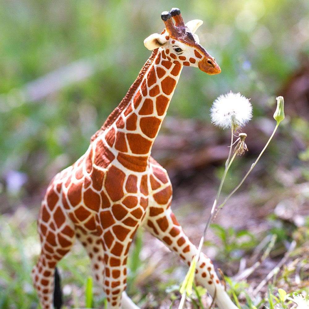 Reticulated Giraffe Toy | Wildlife Animal Toys | Safari Ltd®