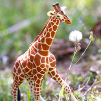 Reticulated Giraffe Toy | Wildlife Animal Toys | Safari Ltd®
