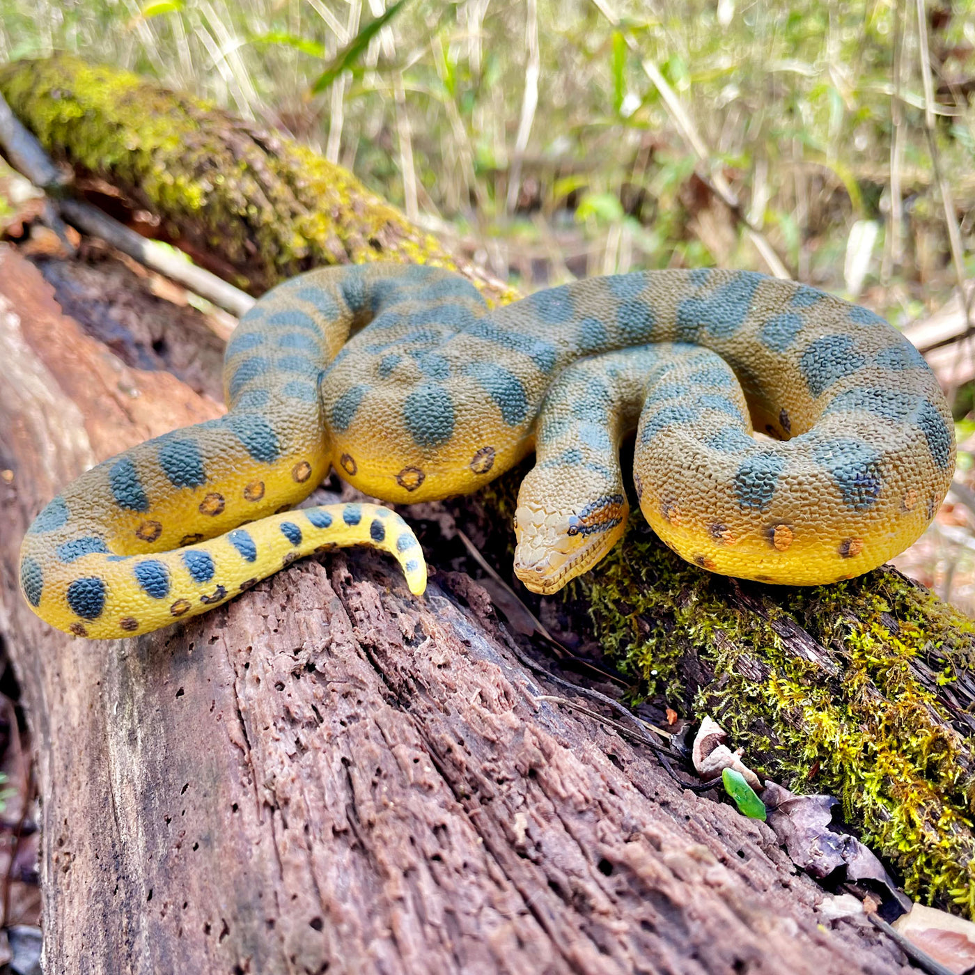 Green Anaconda Snake Toy Figure |  | Safari Ltd®