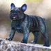 French Bulldog Toy | Best In Show | Safari Ltd®