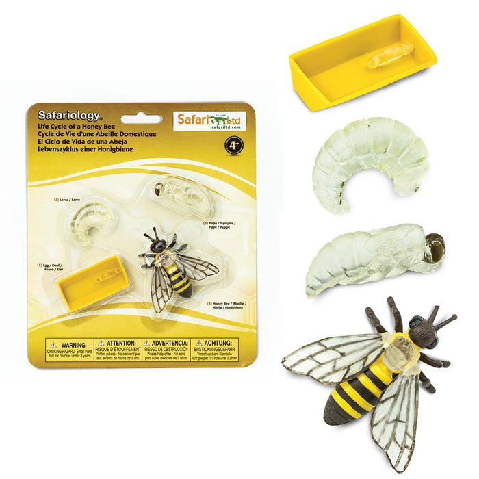 Life Cycle of a Honey Bee | Safariology® | Safari Ltd®