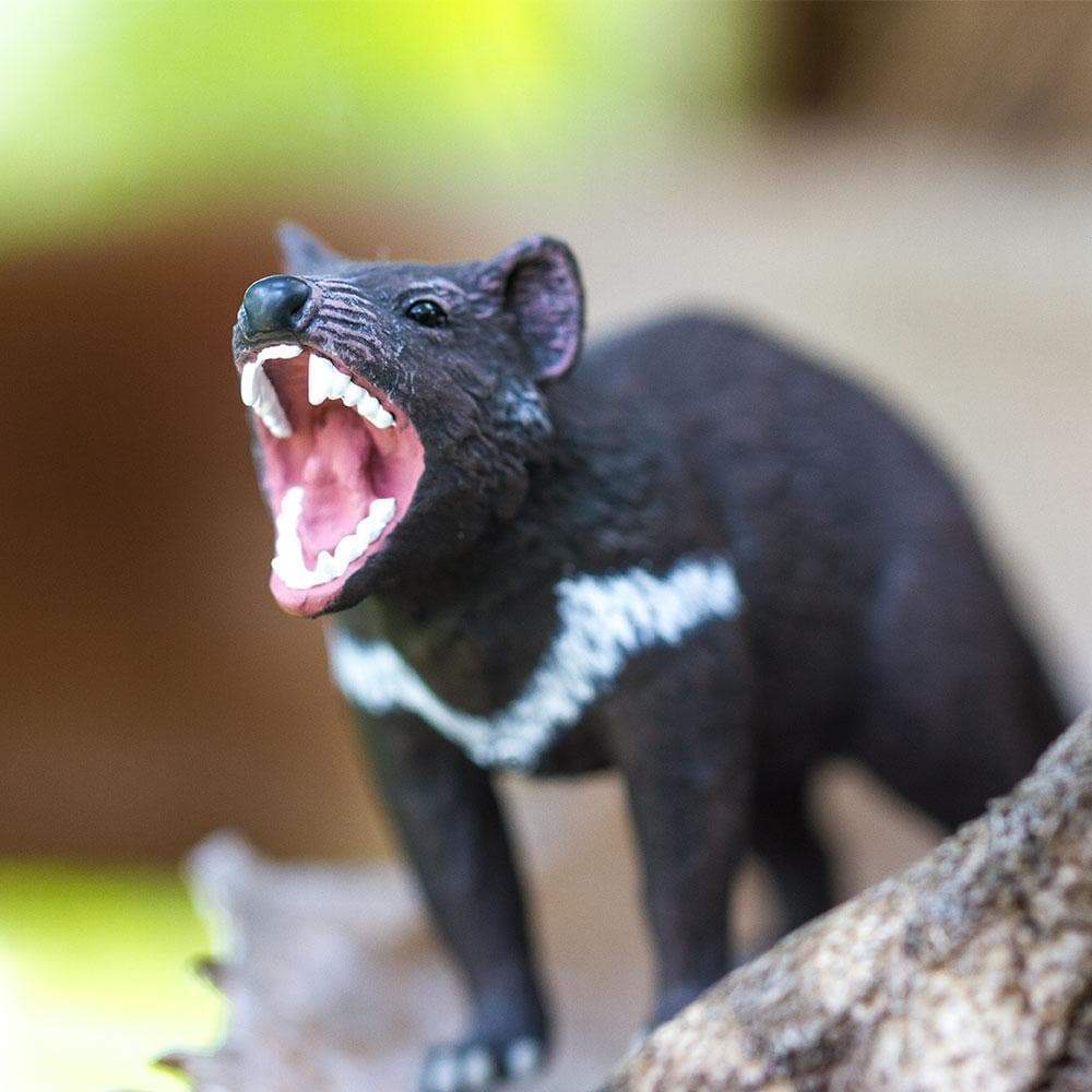Tasmanian Devil Toy | Wildlife Animal Toys | Safari Ltd®