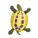Red-Eared Slider Turtle Toy | Incredible Creatures | Safari Ltd®