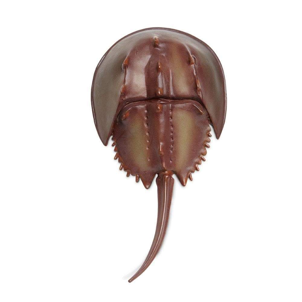 See a Horseshoe Crab? Help It Out! - Frost Science See a Horseshoe Crab? Help It Out! - Frost Science