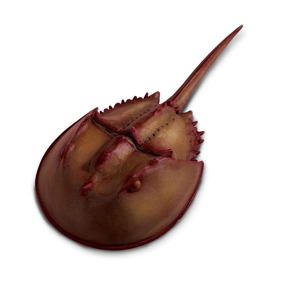 What Does A Horseshoe Crab Look Like Without Its Shell What Does A Horseshoe Crab Look Like Without Its Shell