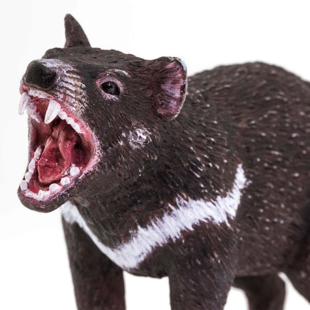 Tasmanian Devil Toy | Wildlife Animal Toys | Safari Ltd®