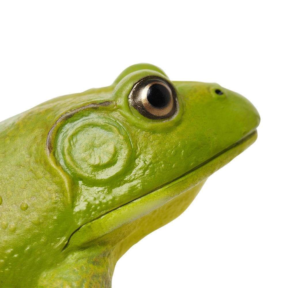 American Bullfrog Amphibian Toy | Safari Ltd®