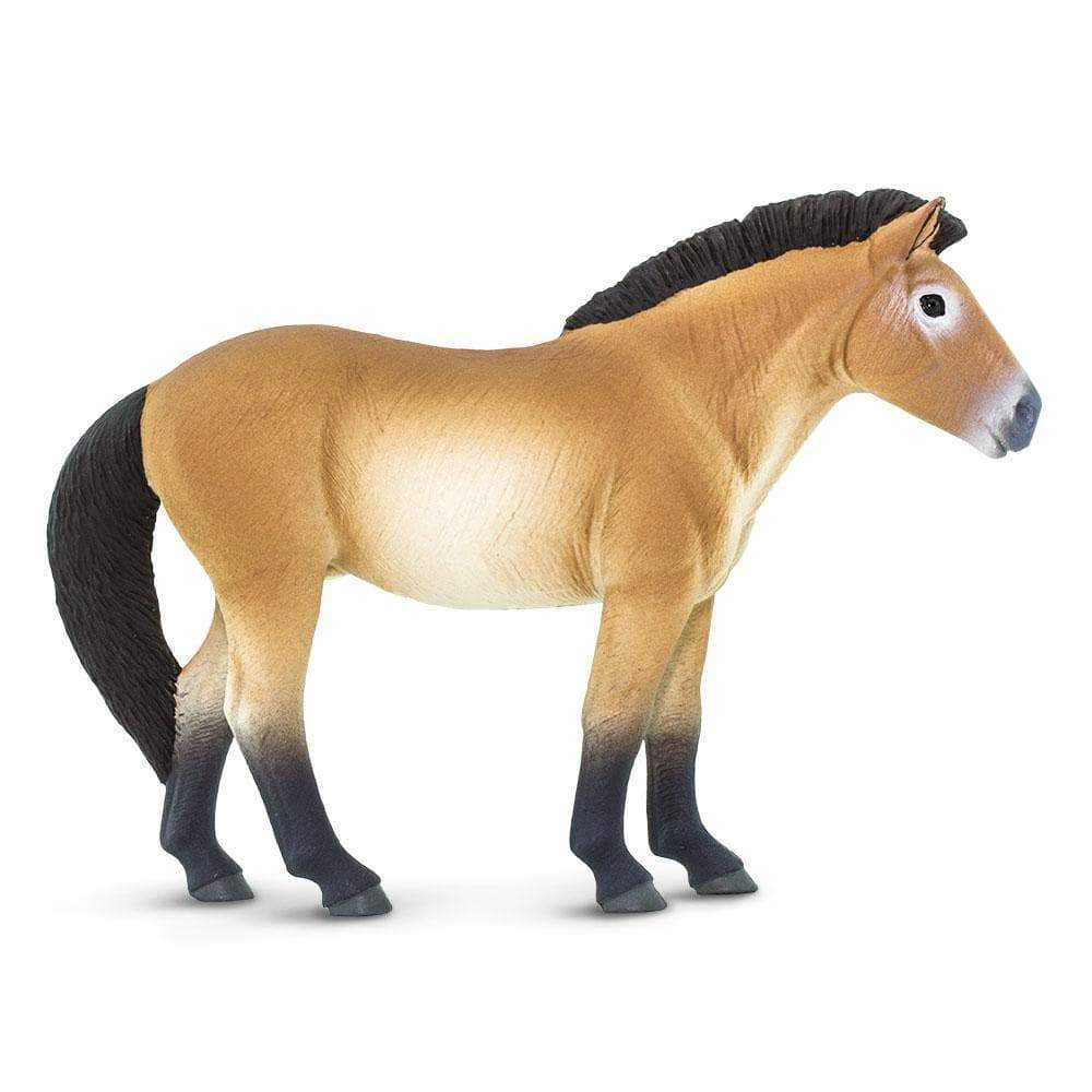 Przewalski's Horse Toy | Safari Ltd®