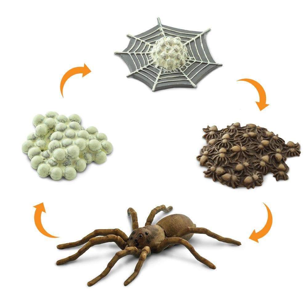 Life Cycle of a Spider | Safariology® | Safari Ltd®