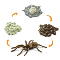 Life Cycle of a Spider | Safariology® | Safari Ltd®