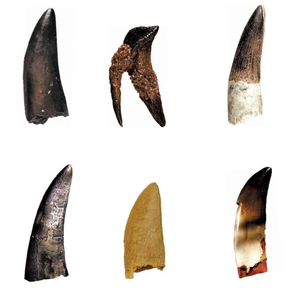 GEOWorld Dino Teeth Replica Collection - 6 pieces - Safari Ltd®