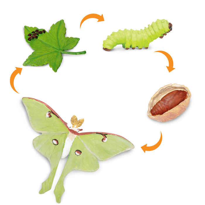 Life Cycle of a Luna Moth - Safari Ltd®