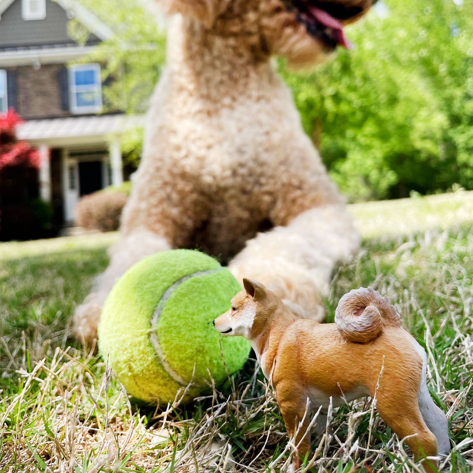 Shiba Inu Toy | Safari Ltd®